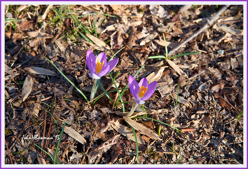 flowers winter virginia parks february purpleflowers crocuses springblossoms henricocounty lewisginterbotanicalgarden 2013 canon24105l localparks february2013