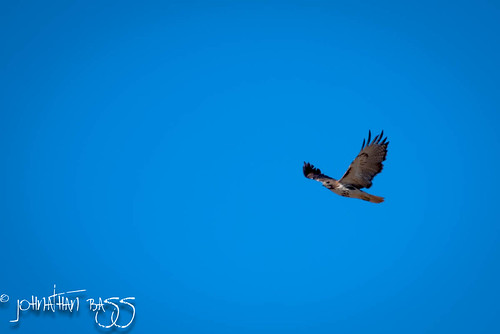 blue red sky birds flying nikon hawk flight prey tailed birdsofprey d80