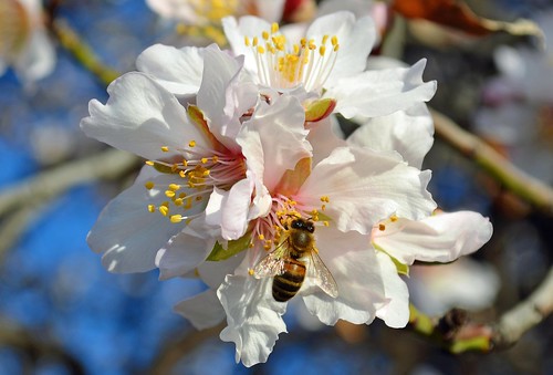 primavera ape fiori colori mandorlo profumi