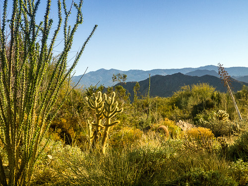 cactus landscape spring desert livingdesert ocotilla