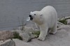 Eisbär Ranzo im Ranua Zoo