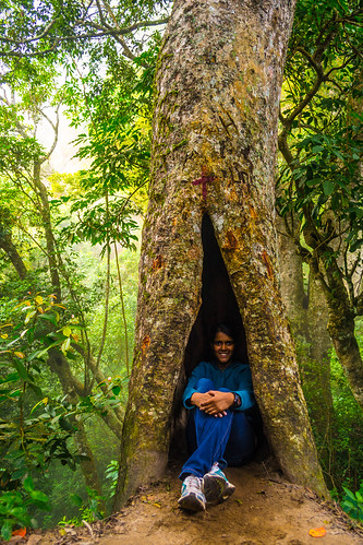 india tree forest nikon hollow tamilnadu kodaikanal hollowtree kumar roshni kumaravel d3100 dolphinsnoseviewpoint
