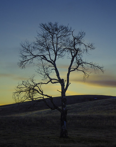sunset tree britishcolumbia bluesky rollinghills merritt nicolavalley bccanada heathrobertson lundbomlake 18105mmvr nikond7000 lundbomcommonage