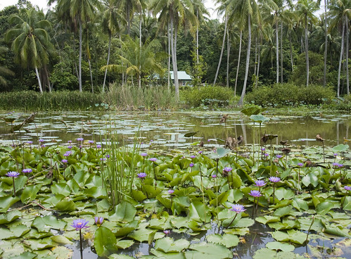 Kampong from the lily pond at Pulau Ubin