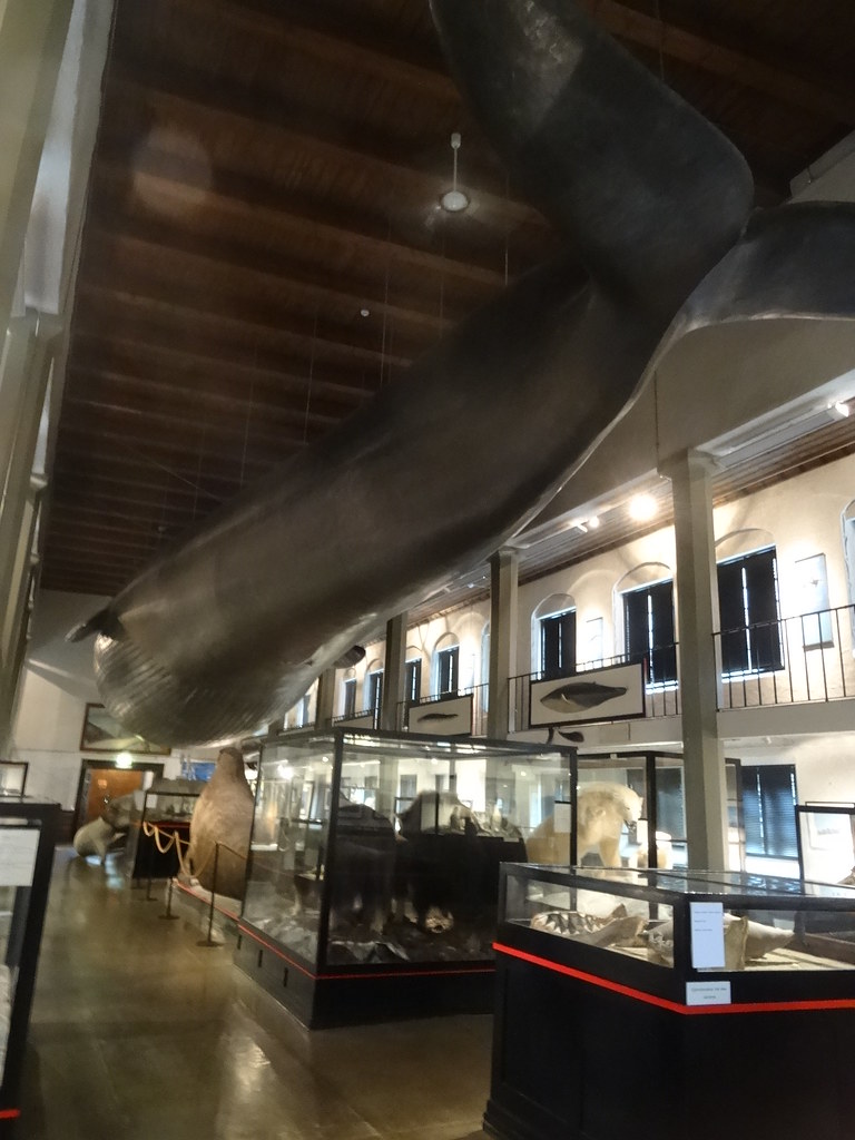 Inside The Whaling Museum, Sandefjord