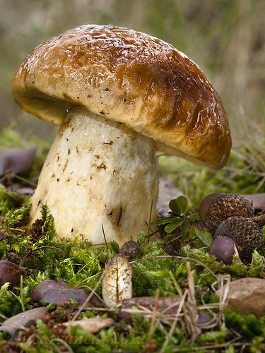 españa mushrooms spain funghi seta hongo mycology navarra micologia mañeru mendigorria jucarsancar