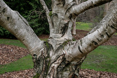 Birch trunk