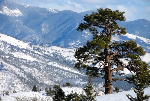 trees winter snow cold ice outdoors scenery hiking scenic pines ponderosapine