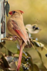 Female Cardinal Feeder 3.3.13.jpg
