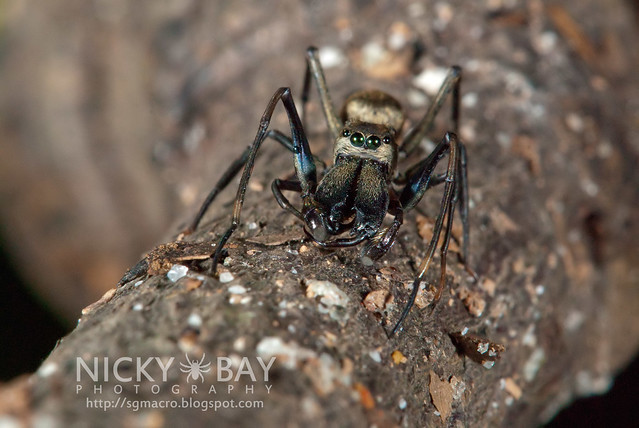 Ant-Mimic Jumping Spider (Salticidae) - DSC_5358