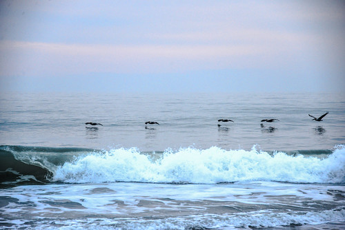 ocean morning usa bird beach pelicans water birds clouds america sunrise dawn us flying sand surf waves unitedstates florida cloudy wave melbourne pelican atlantic fl melbournebeach fla along daybreak