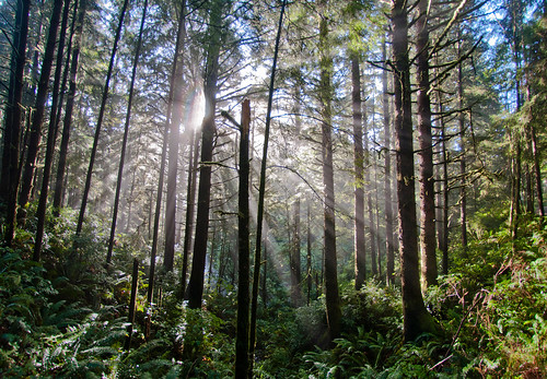 morning trees light sun mist tree fog oregon forest coast rainforest ray or beam cape rays sunbeam perpetua sunray