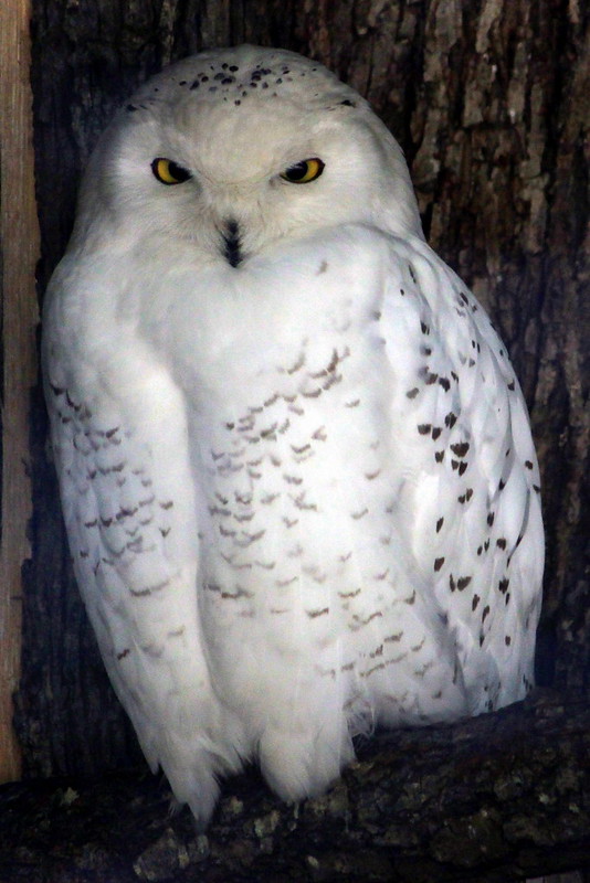 Snowy Owl Male - Nashville Zoo