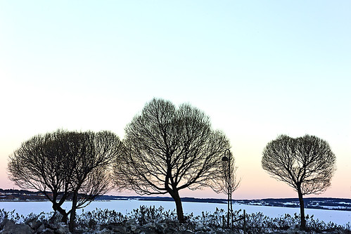 trees winter sunset snow kodak sweden jämtland frösön östersund storsjön magnuslögdberg