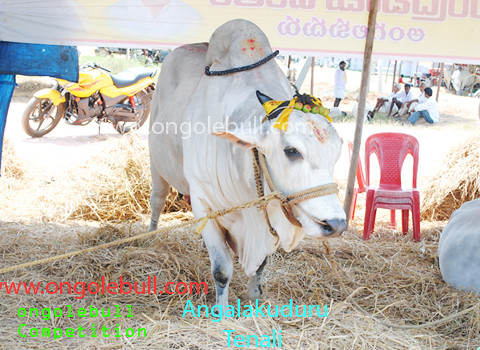 ongole ox | ongole bull competition at Angalakuduru ...