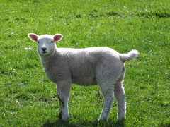 2013 04 26 Sheep