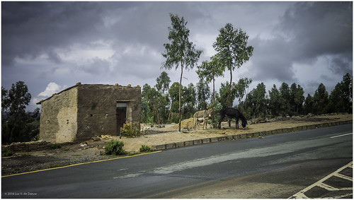cloudy donkey ethiopia road shed tree easttigray tigray