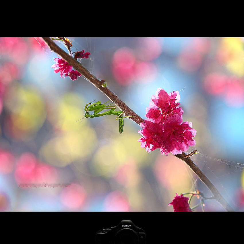 Cherry Blossom Season 2013 (3)