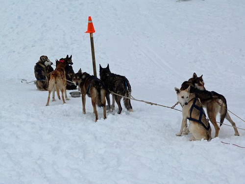 Fotografía del Trineo de perros en Vallnord (Andorra)