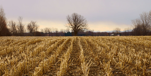 winter field cornfield raw agriculture lowview