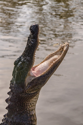 louisiana south teeth large fallen swamp crocodile openmouth crock panimals