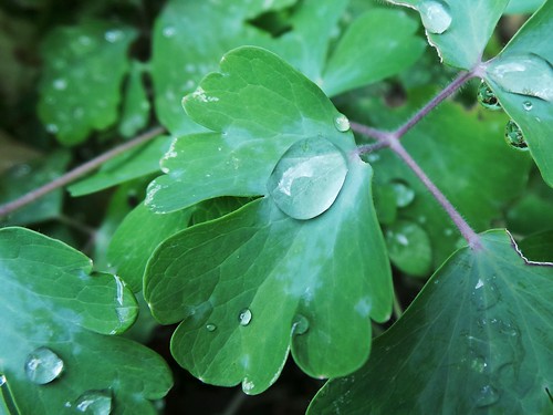 macro green water leaves rain gardens drops furry samsung hills mount dew adelaide botanic lofty theen