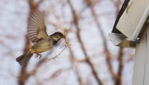 nature birds nest cleveland sparrow eaves