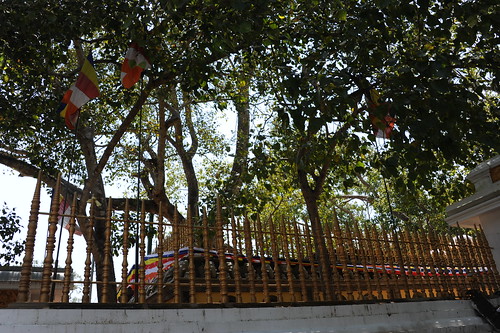 Джайя Шри Маха Бодхи. Джайя Шри Маха Бодхи (Шри Ланка). Джая Шри Маха Бодхи. Дерево Бодхи в Анурадхапуре.