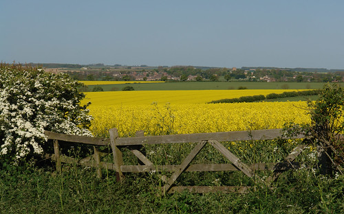 uk england fence landscape countryside farming lincolnshire crops agriculture wolds rapefield binbrook