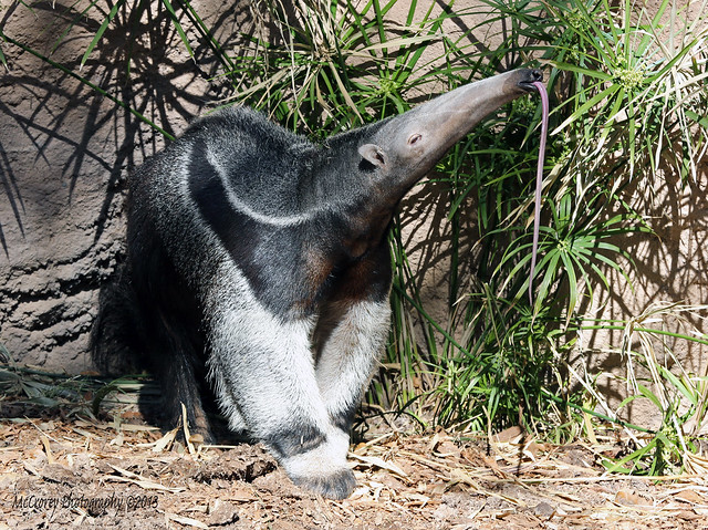 Giant Anteater with Tongue | Flickr - Photo Sharing!
