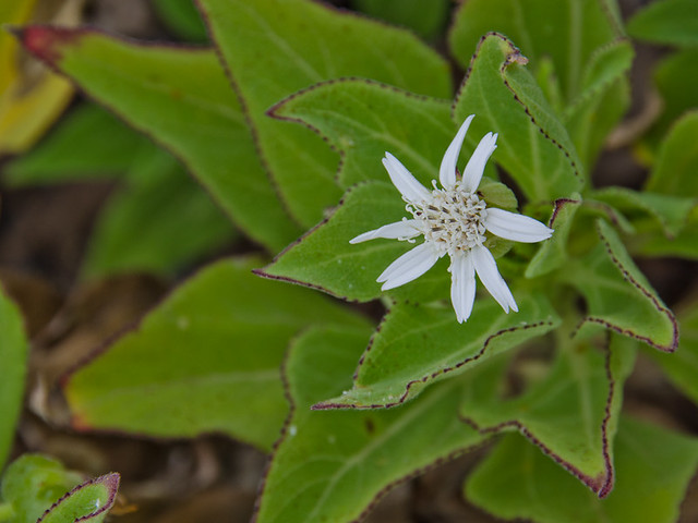 Galapagos Plants: White Flower