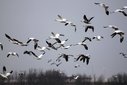 sky birds clouds flying flock flight fowl snowgeese bluegeese farmingtonillinois