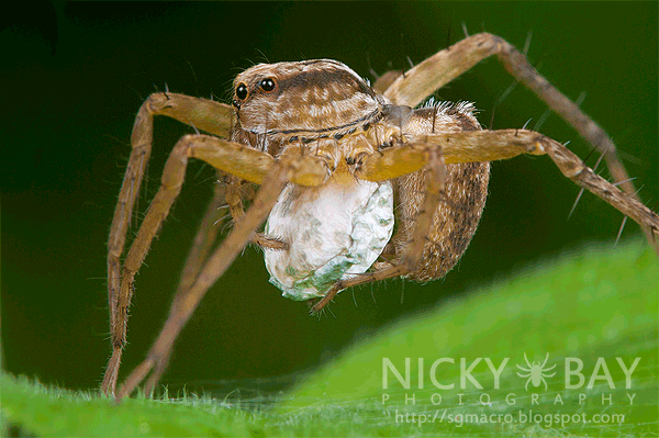 Wolf Spider (Lycosidae) - DSC_3635