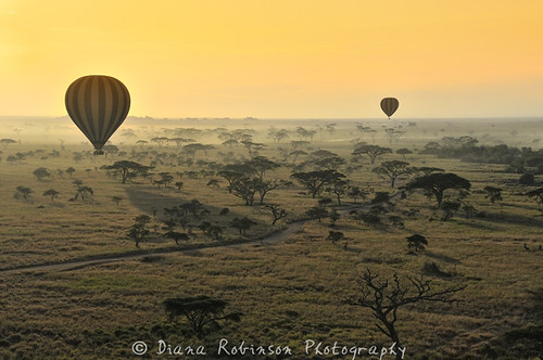 tanzania zebra hotairballoon serengeti eastafrica serengetisunrise dianarobinson nikond3s viewfromhotairballoon balloonatsunrise