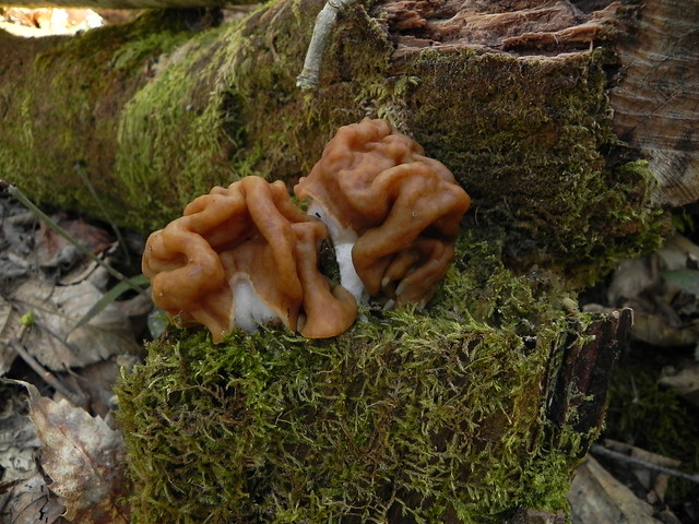 Gyromitra esculenta (1)