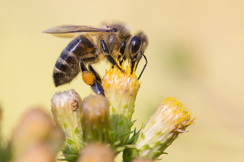 abeille bee bugs insecte nature macro fleur flower