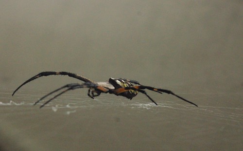 spider arachnid vanburen arkansas sideview arthropod argiope
