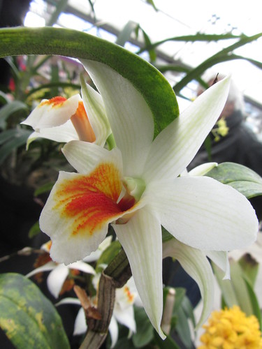 orchid denverorchidsociety tagawagardens