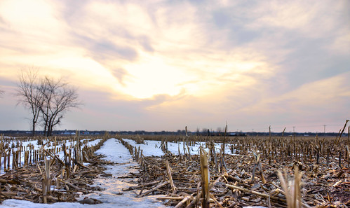 winter sunset field landscape cornfield raw agriculture lowview tonemapped