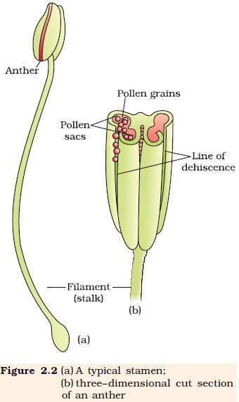 Where does pollination occur in a flower?