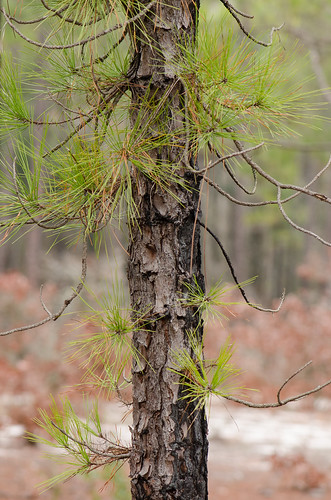 tree native trunk pondpine gymnosperms pinusserotina epicormic
