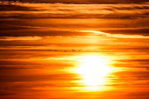 sunset sky cloud backlight canon eos wings seagull explore 7d l usm 70200 ef f4 70200mm