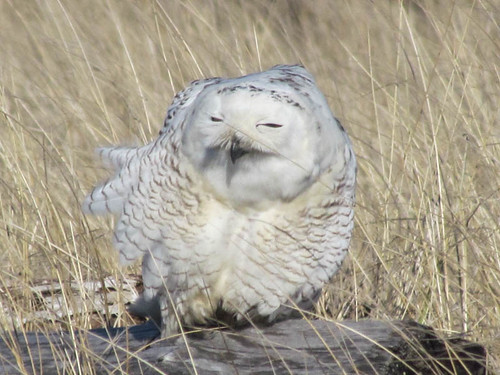 Snowy Owl - Damon Point