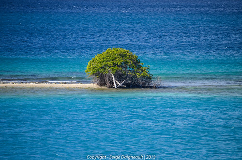 cruise seascape tree aruba oranjestad caribbeanislands celebrityeclipse nikond5100 sigma1802500mmf3563 caribbeanislandscruise2013