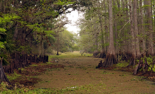 forest landscape woods scenery florida wildlife scenic swamp palmdale wetland fisheatingcreek cypressswamp bogg fisheatingcreekwildlifemanagementarea
