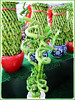 Dracaena braunii (Lucky Bamboo, Ribbon Plant, Ribbon Dracaena, Belgian Evergreen)