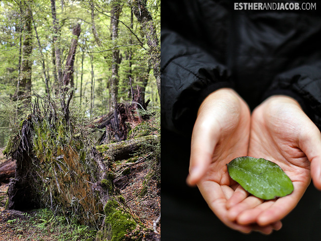 Hike through Beech forest Got to taste a pepper leaf | Dart River Wilderness Safari & Jetboats | Day 6 New Zealand Sweet as South Contiki Tour | A Guide to South Island
