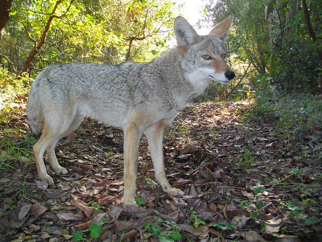 male coyote