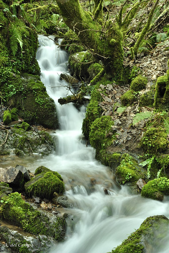 españa naturaleza musgo verde water ruta río agua nikon árboles asturias paisaje campo invierno bosques hayedos