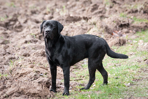 Black Labrador Retriever Lotte